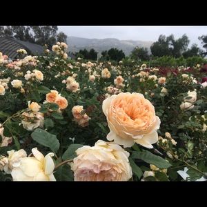 Meet your Posher, Lara